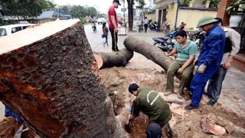 Vụ thay thế cây xanh tại Hà Nội: Đình chỉ công tác 3 cán bộ Sở Xây dựng