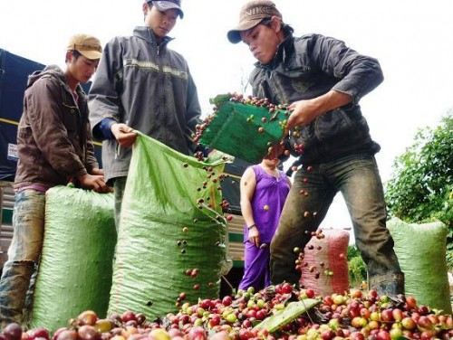 Agribank Lâm Đồng: Chung sức tái canh cây cà phê