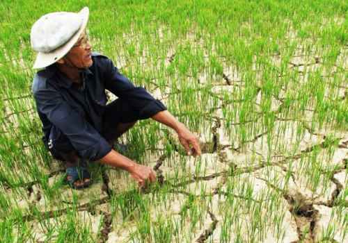 Vốn tín dụng vào cuộc chống hạn, mặn