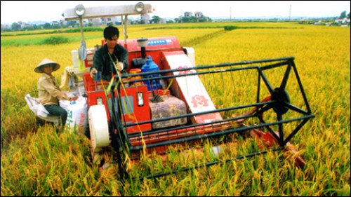Nông nghiệp Việt từ góc nhìn khác