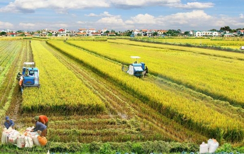 Phát triển nông nghiệp bền vững: Không phải cứ lớn hơn là tốt hơn