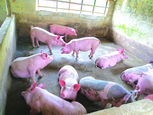 Dịch tả lợn châu Phi: Khẩn trương khoanh vùng, dập dịch