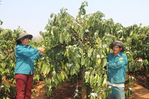 Chuyện vay vốn, bám làng ở xứ sở cà phê