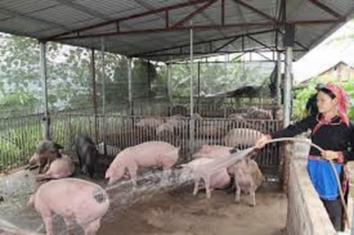 Hỗ trợ khách hàng bị thiệt hại do ảnh hưởng của dịch tả lợn Châu Phi