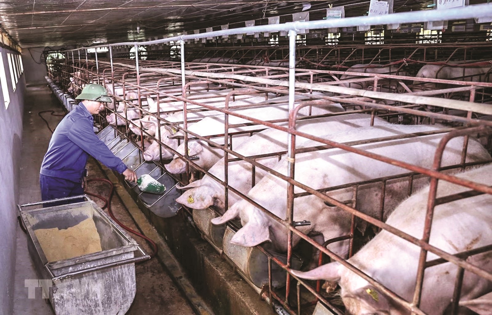 Phát triển chăn nuôi lợn an toàn sinh học