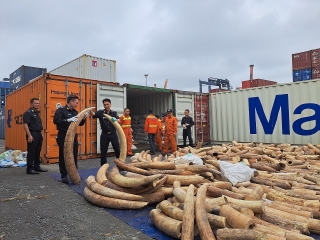 Hải Phòng: Bắt giữ 7 tấn ngà voi nhập lậu