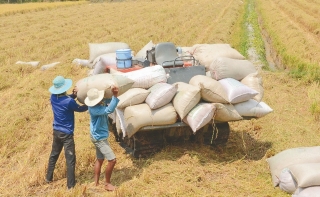 Rộng cửa tín dụng cho ngành lúa gạo