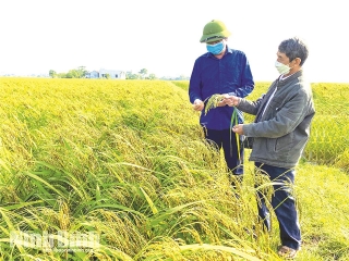 Sản xuất lúa chất lượng cao và phát thải thấp
