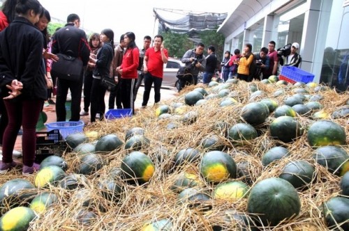 NCB mua hơn 5 tấn dưa hấu tặng khách hàng tại địa bàn Hà Nội