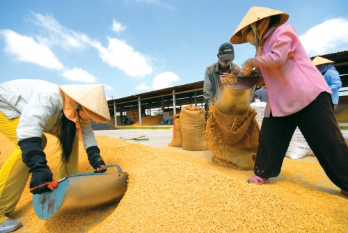 Xuất cấp hơn 6.900 tấn gạo hỗ trợ 8 tỉnh
