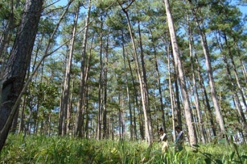 Tăng cường quản lý và sử dụng rừng, đất rừng tự nhiên