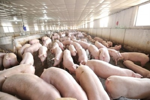 Giá lợn hơi tăng mạnh, nông dân không có hàng để bán