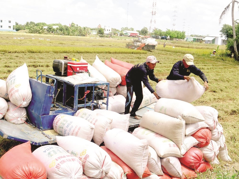 Xuất khẩu gạo hợp lý để đạt mục tiêu kép