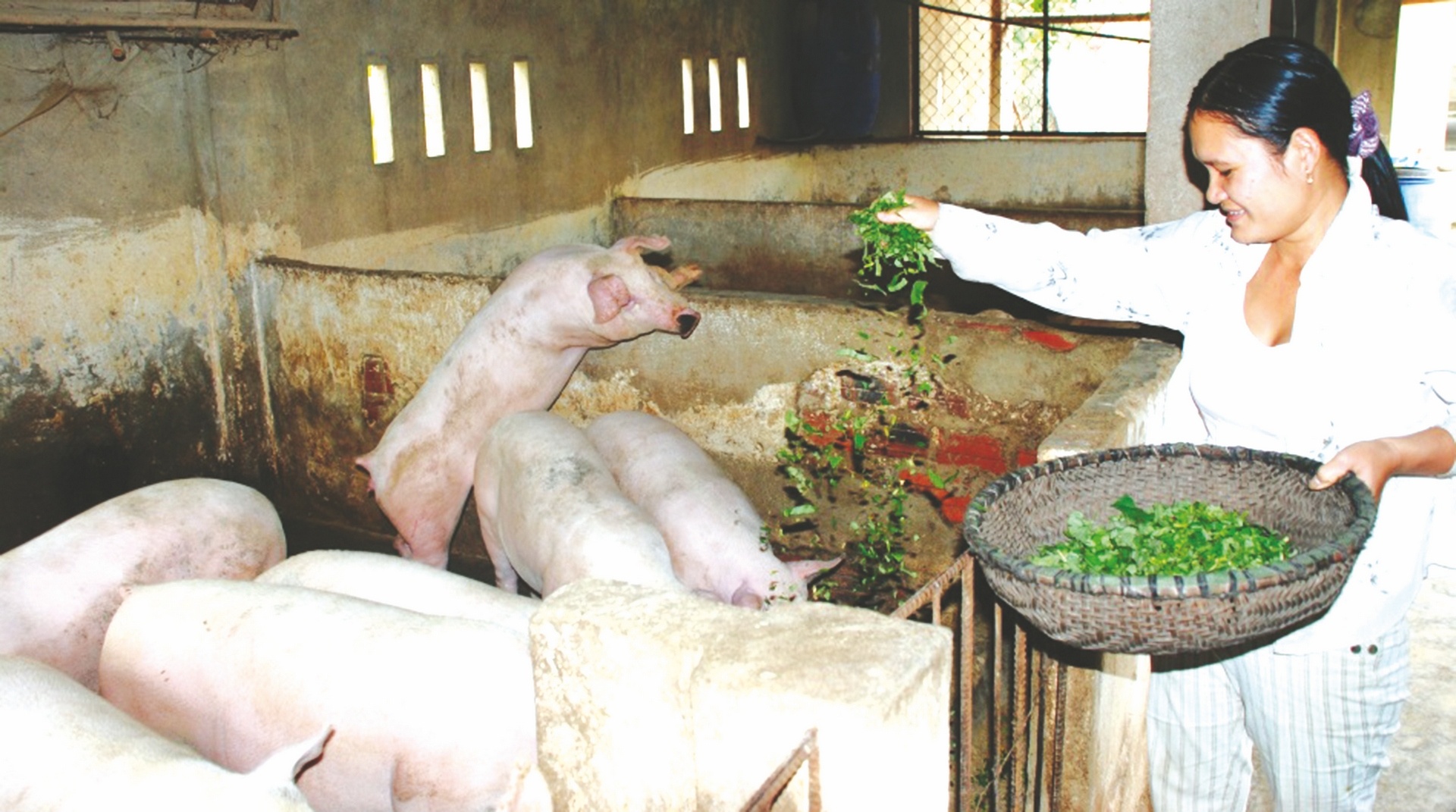Cần làm tốt công tác phòng, chống dịch tả lợn châu Phi