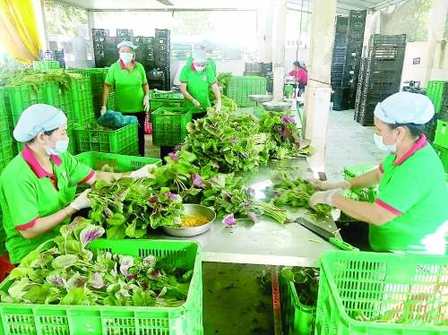 Tư duy “ăn xổi” đang làm khó nông sản Việt