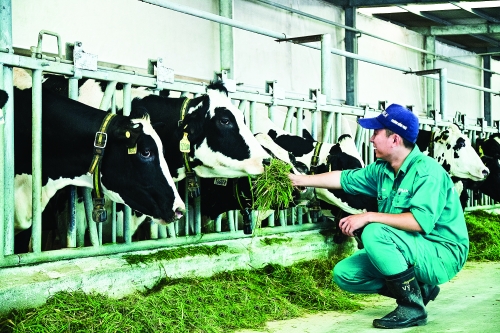 Phát triển chăn nuôi gia súc ăn cỏ: Cần cú huých để tăng tốc