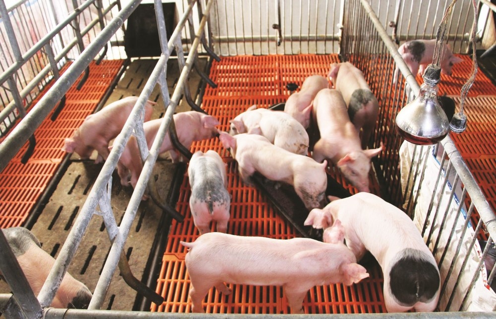 Hiệu quả từ mô hình chăn nuôi lợn nái ngoại