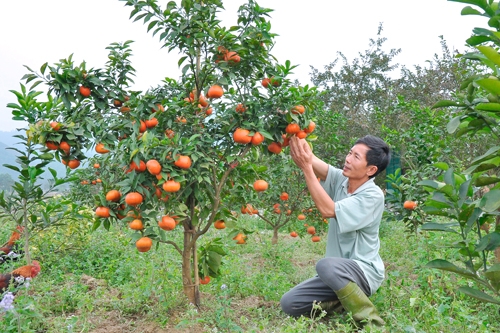 Trả lời kiến nghị của DN về việc hỗ trợ vốn đầu tư dự án trồng cây ăn quả