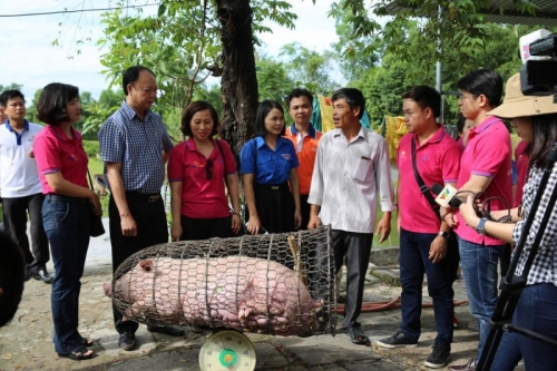 LienVietPostBank tiếp tục “Giải cứu đàn lợn” tại Quảng Trị