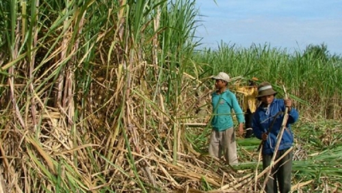 Bước tiến của ngành mía đường Việt