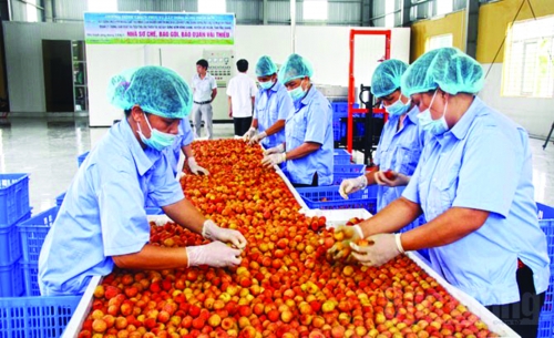 Sự thất thế của trái cây Việt