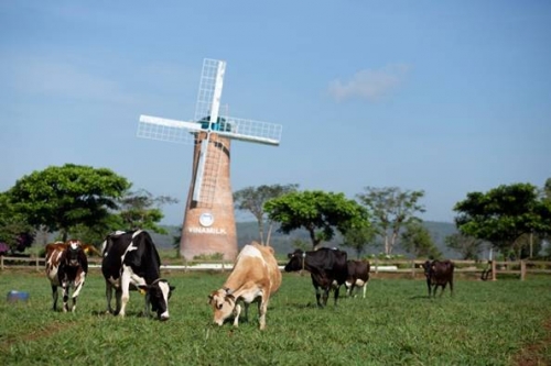 Dấu ấn Vinamilk trong ngành chăn nuôi bò sữa công nghệ cao Việt Nam