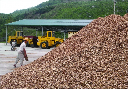 Tăng thuế xuất khẩu dăm gỗ - cần cân nhắc cẩn trọng
