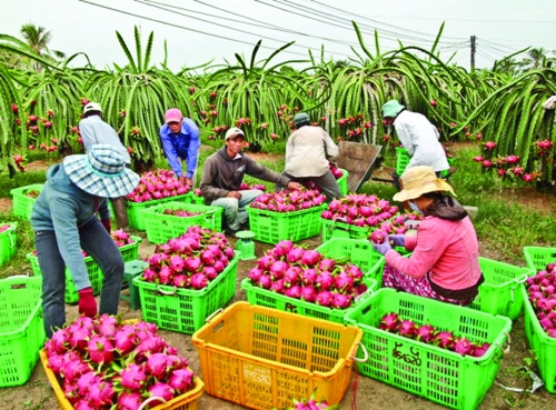 FTA - cơ hội cho nông nghiệp Việt
