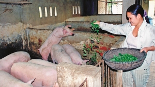 Nông dân gặp khó khi tái đàn lợn