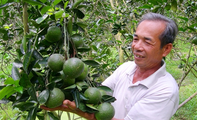 Mô hình trồng cam sành hiệu quả của nông dân Lê Văn Việt