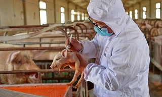 Việt Nam sẽ sớm sản xuất vắc xin dịch tả lợn châu Phi