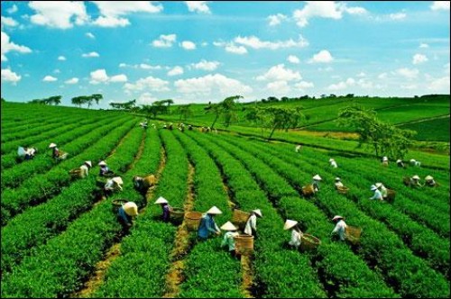Agribank và Vingroup hợp tác thúc đẩy phát triển nông nghiệp bền vững