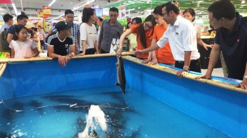Tuần lễ cá đặc sản sông Đà thu hút đông đảo người tiêu dùng thủ đô
