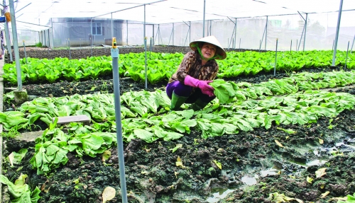 TP. Hồ Chí Minh: Loay hoay với nông nghiệp 4.0