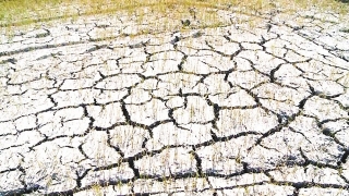 Nam Trung Bộ: Nhiều diện tích cây trồng đang khô khát