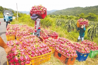 Để nông sản Việt tận dụng được ưu thế của Hiệp định RCEP