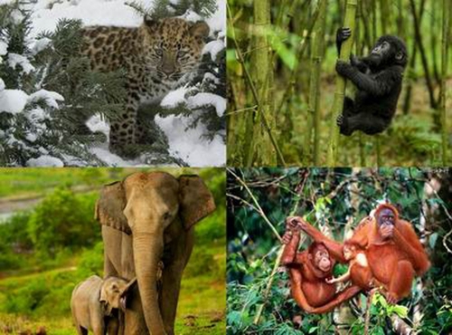Bảo vệ động vật hoang dã: Trách nhiệm của mỗi người