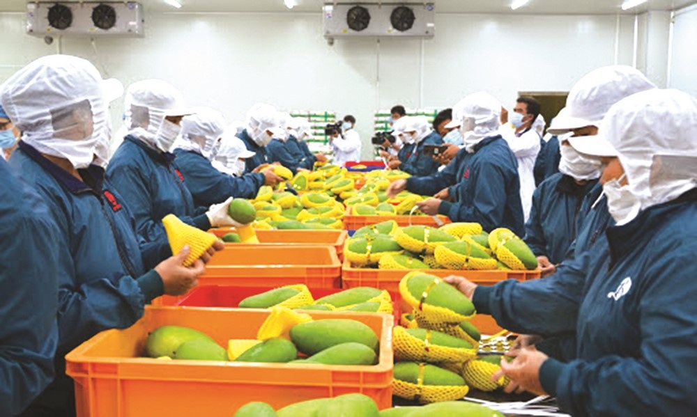 Xuất khẩu trái cây khả quan nhờ xây dựng thương hiệu