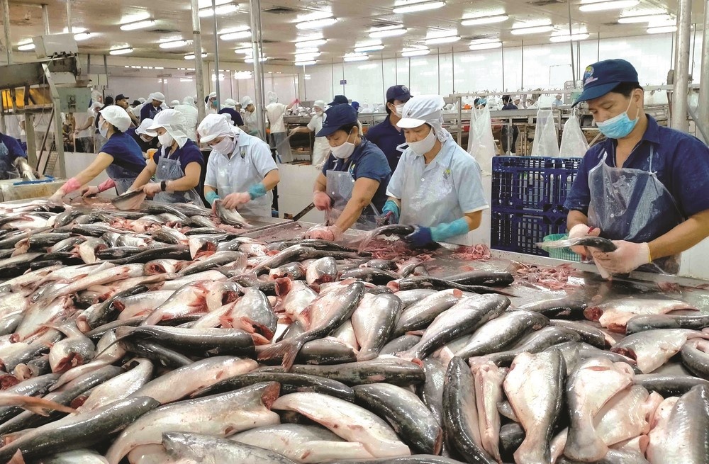 Cá tra hướng về thị trường nội địa Cá tra hướng về thị trường nội địa