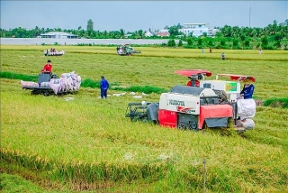 Tháo gỡ khó khăn cho tiêu thụ lúa gạo