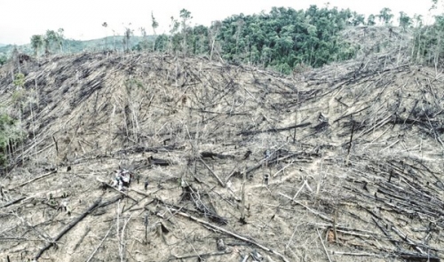 Nạn phá rừng lấy đất sản xuất