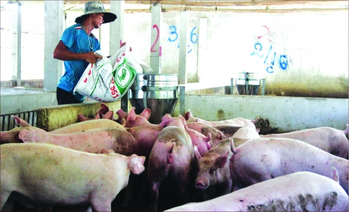 TP.HCM: Chủ động đảm bảo nguồn cung thịt lợn