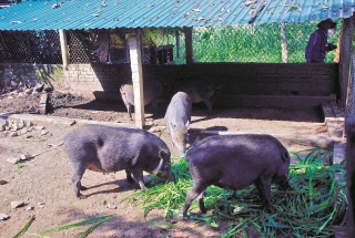 Cần nhanh chóng khống chế dịch tả lợn châu Phi