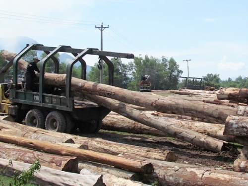 Xuất khẩu gỗ và nỗi lo rủi ro nguồn nguyên liệu