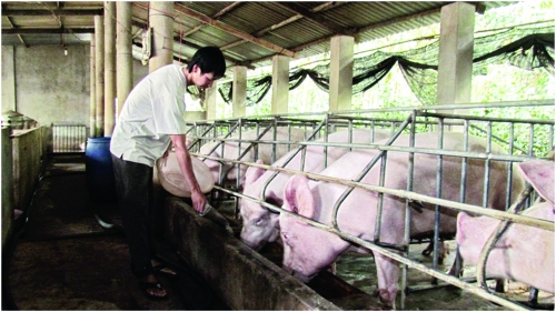 Tiềm năng lớn cho xuất khẩu thịt lợn