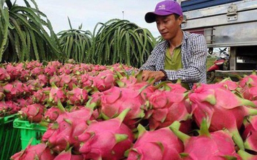 Nhiều giải pháp hỗ trợ xuất khẩu nông sản, trái cây sang thị trường Trung Quốc