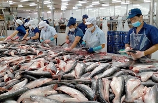 Tăng cường các giải pháp ổn định chuỗi tiêu thụ cá tra