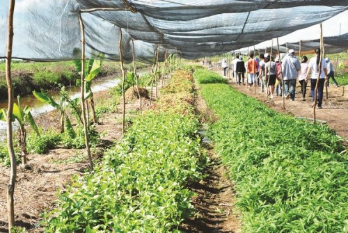 Thu hút đầu tư vào nông nghiệp: Doanh nghiệp còn hoài nghi