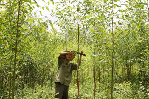 Hộ dân tộc thiểu số trồng rừng được vay với lãi suất 1,2%/năm