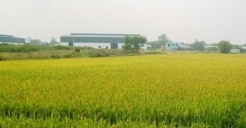 Vĩnh Phúc chuyển 109,68 ha đất trồng lúa sang đất phi nông nghiệp